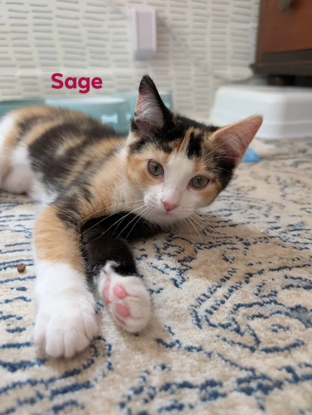 Sage image 4