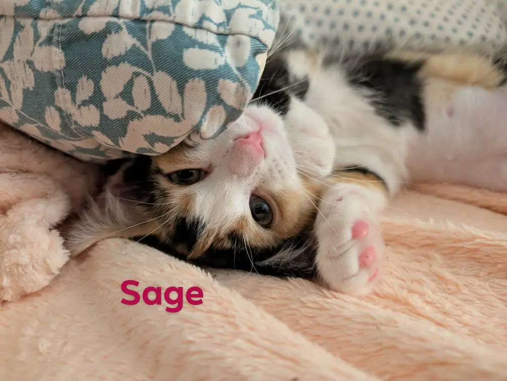 Sage image 2