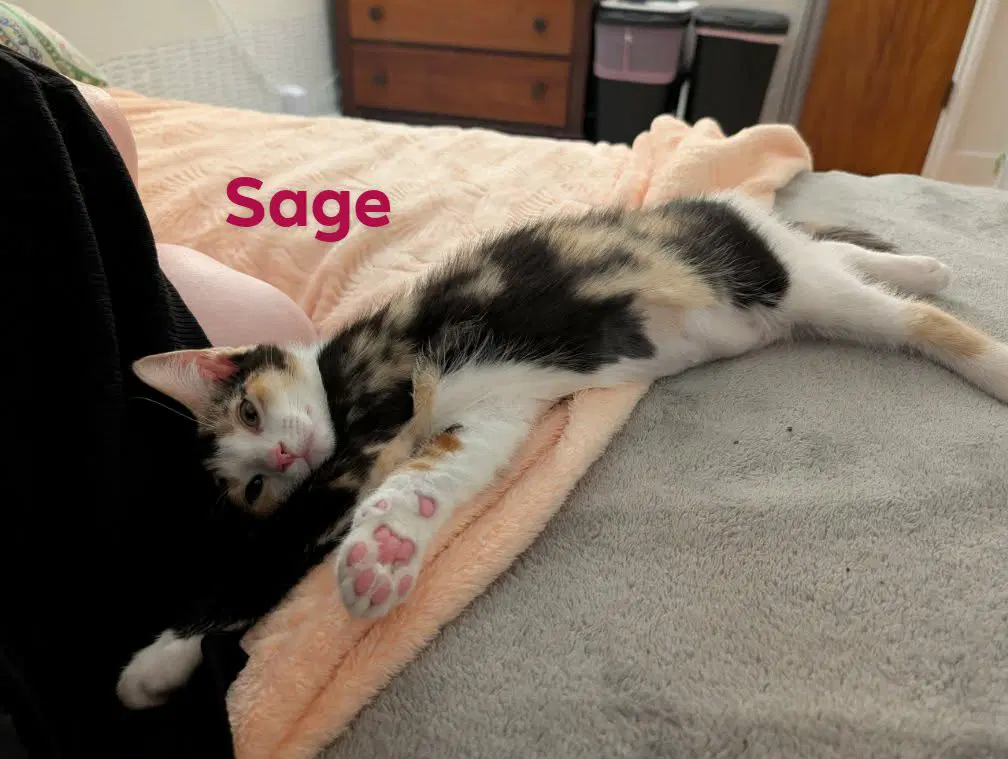 Sage image 3