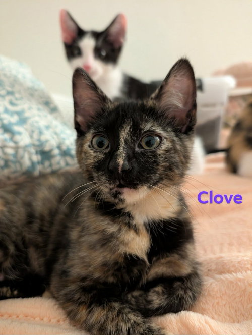 Clove