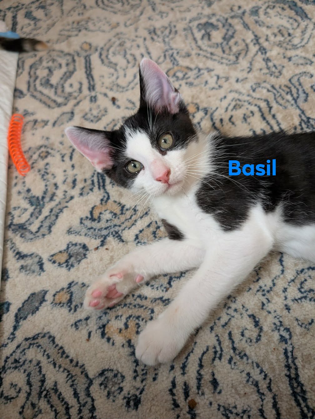 Basil