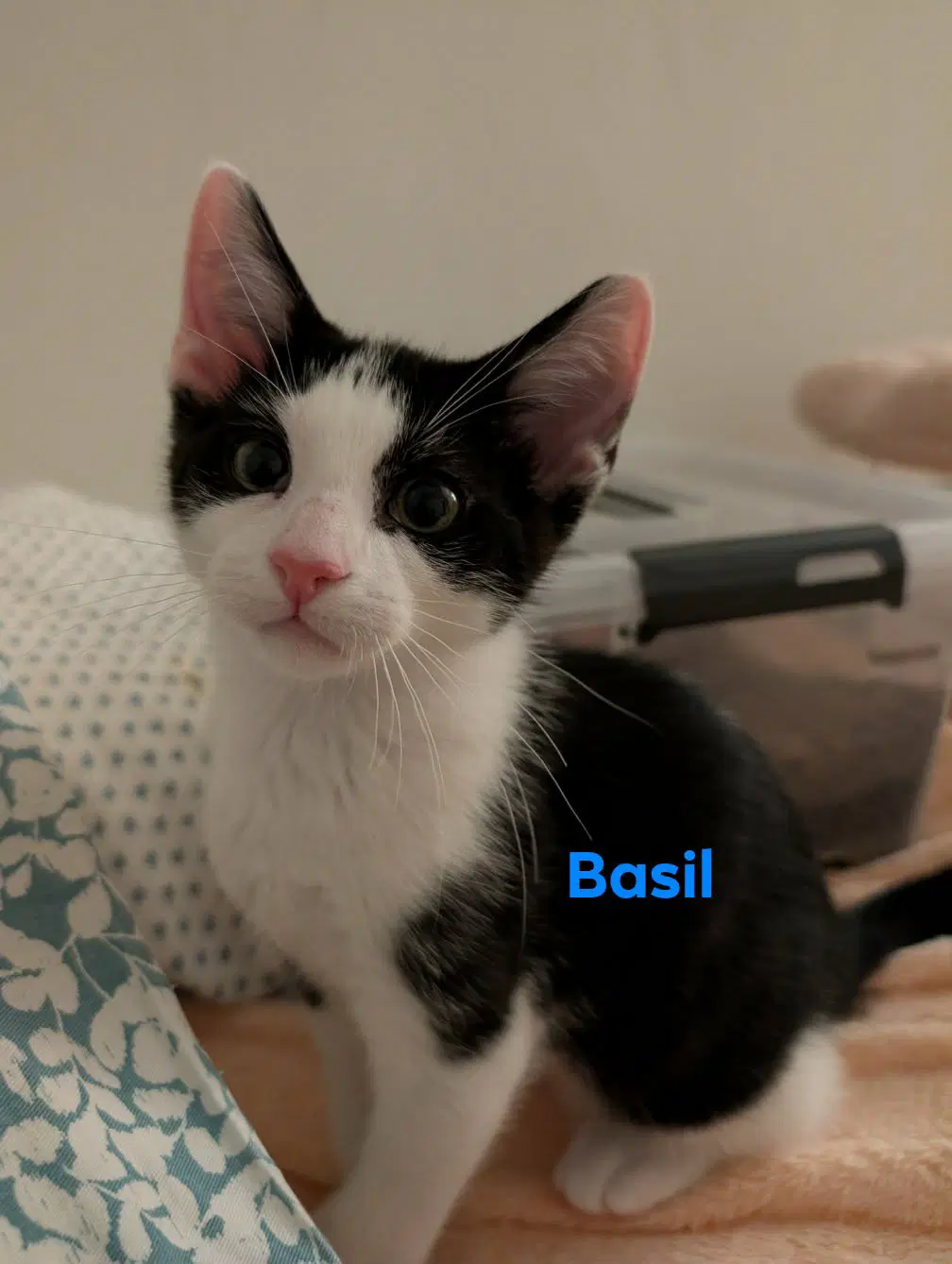 Basil image 3