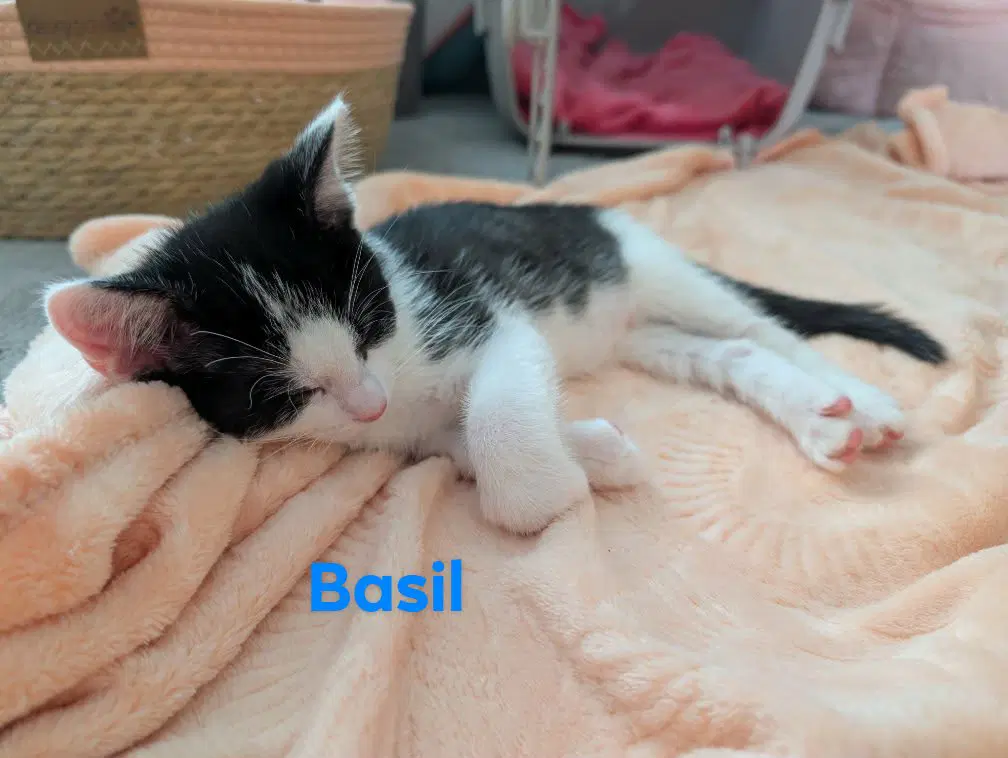 Basil image 4