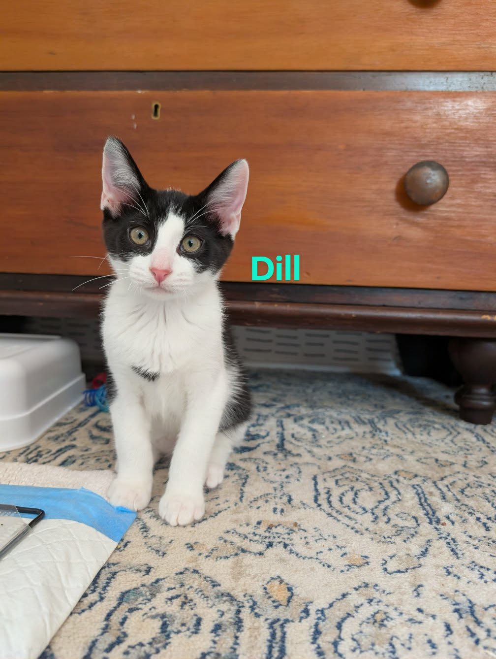 Dill