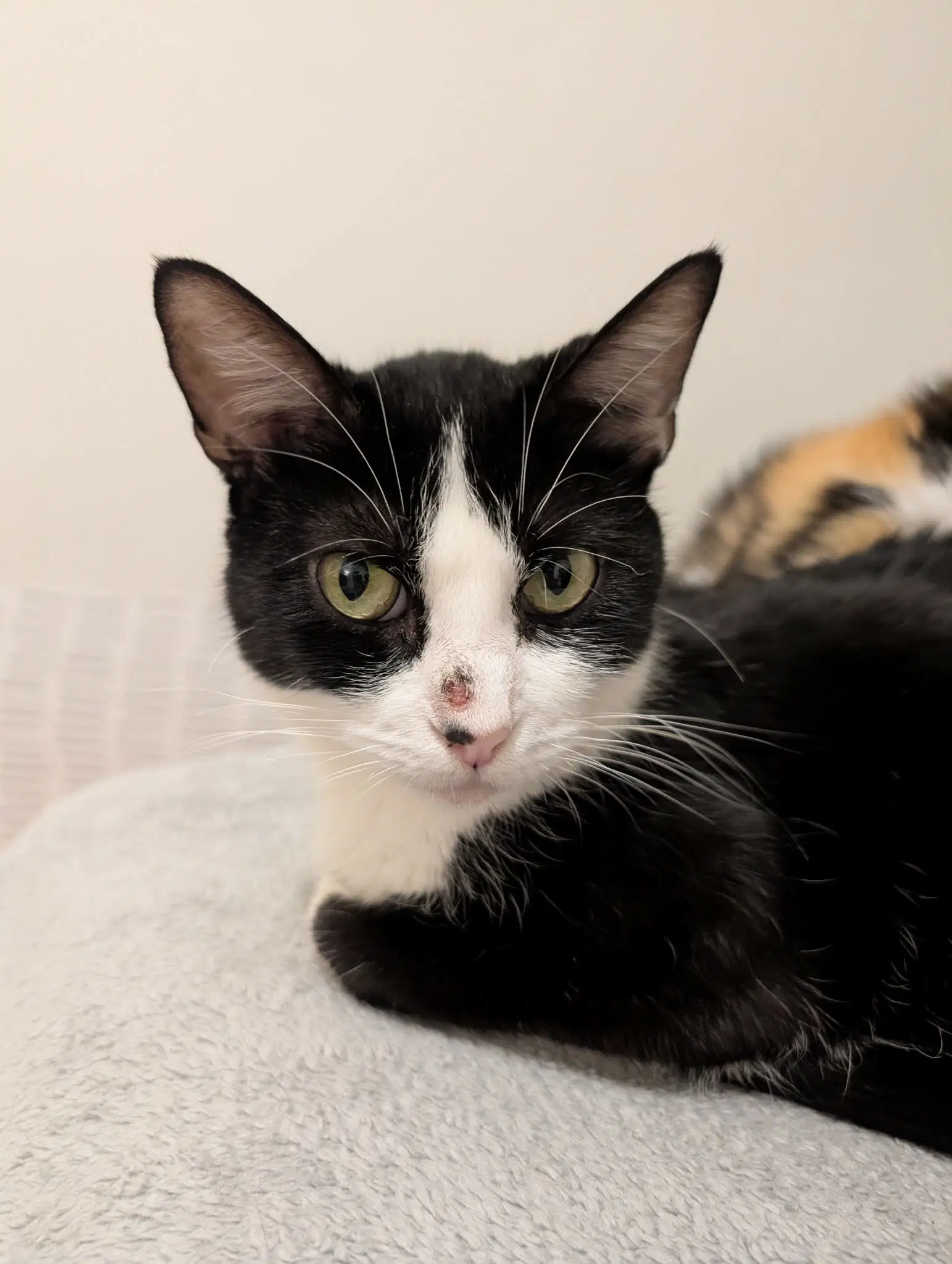 Parsley - Domestic Short Hair