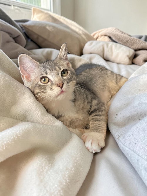 Scribble, Baby Domestic Short Hair (short coat), cat for adoption in Bloomington, Illinois