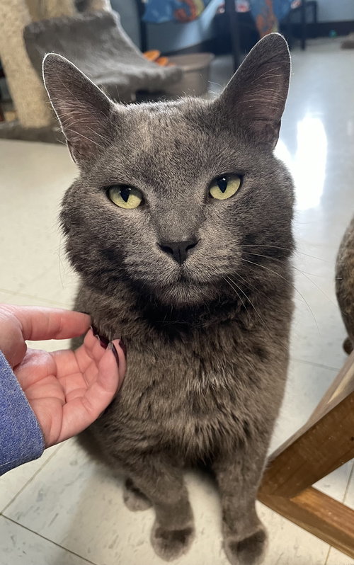 Max, an adoptable Domestic Short Hair in Champaign, IL