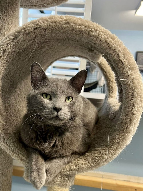 Max, Adult Domestic Short Hair (short coat), cat for adoption in Bloomington, Illinois