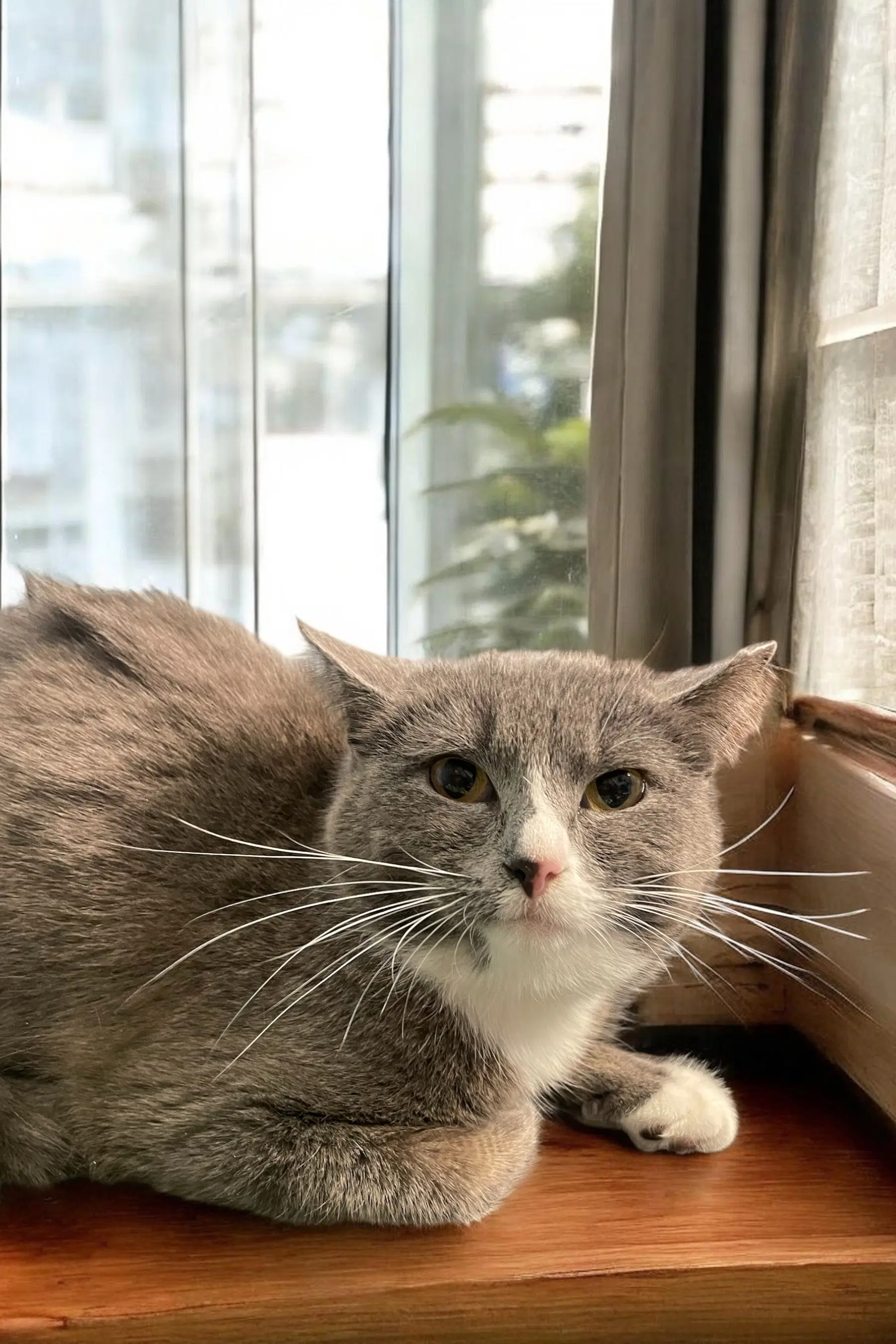 Suki - Domestic Short Hair