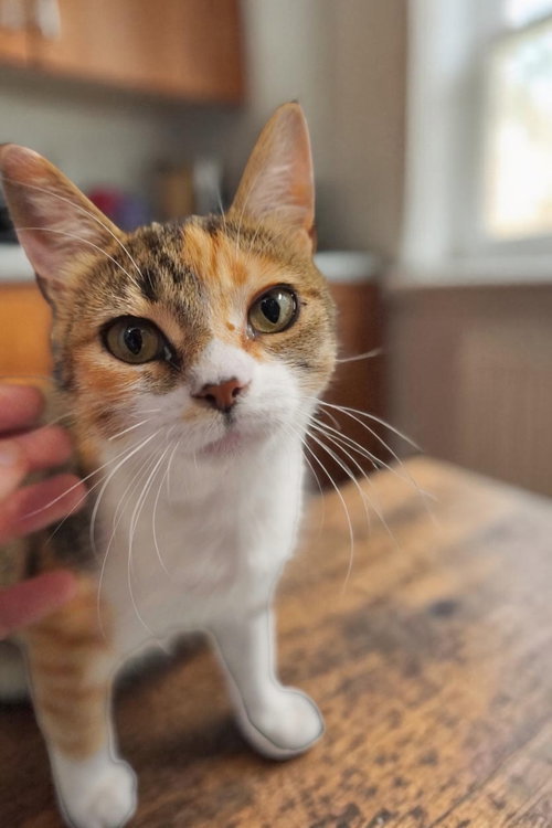 Coral, an adoptable Domestic Short Hair in Champaign, IL