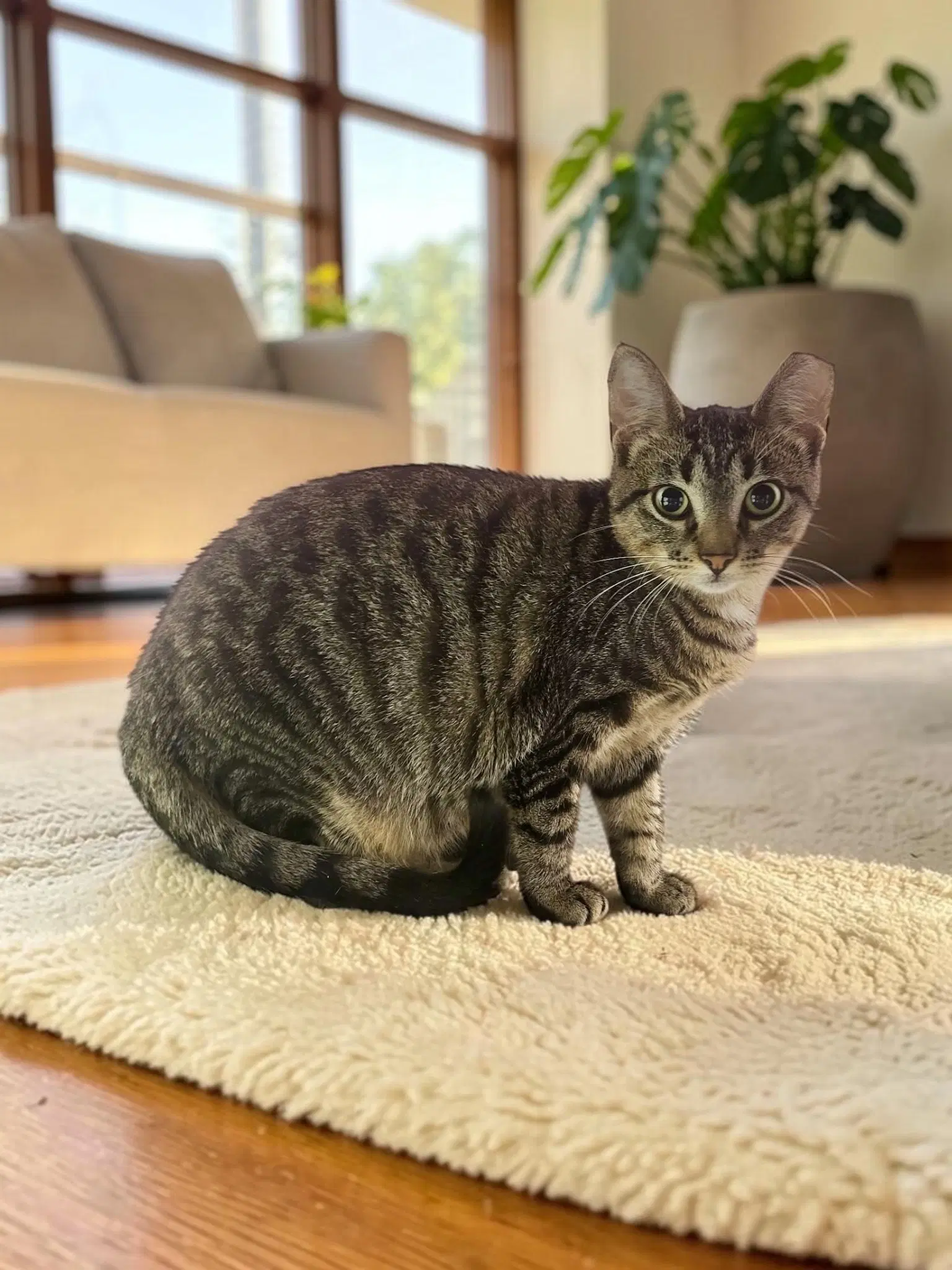 Peanut - Domestic Short Hair