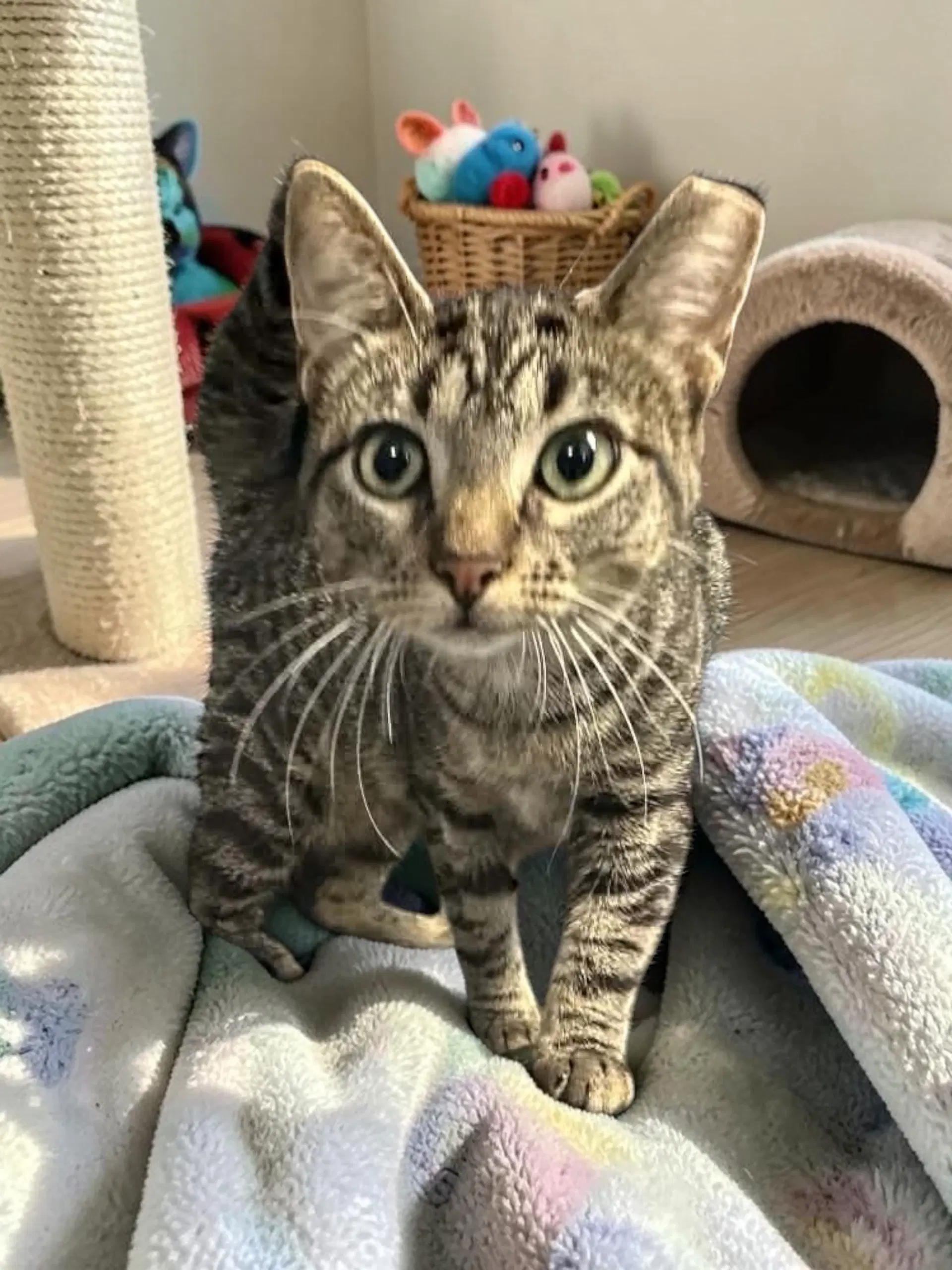 Peanut - Domestic Short Hair