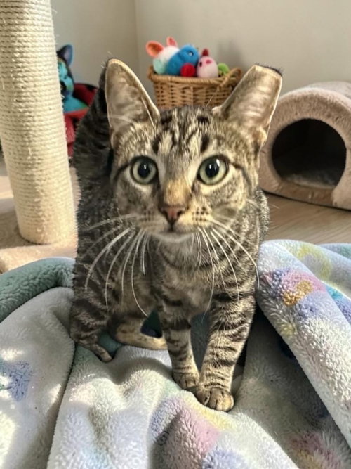 Peanut, a cat for adoption from Champaign Area Trap Spay Neuter and Adoption Program