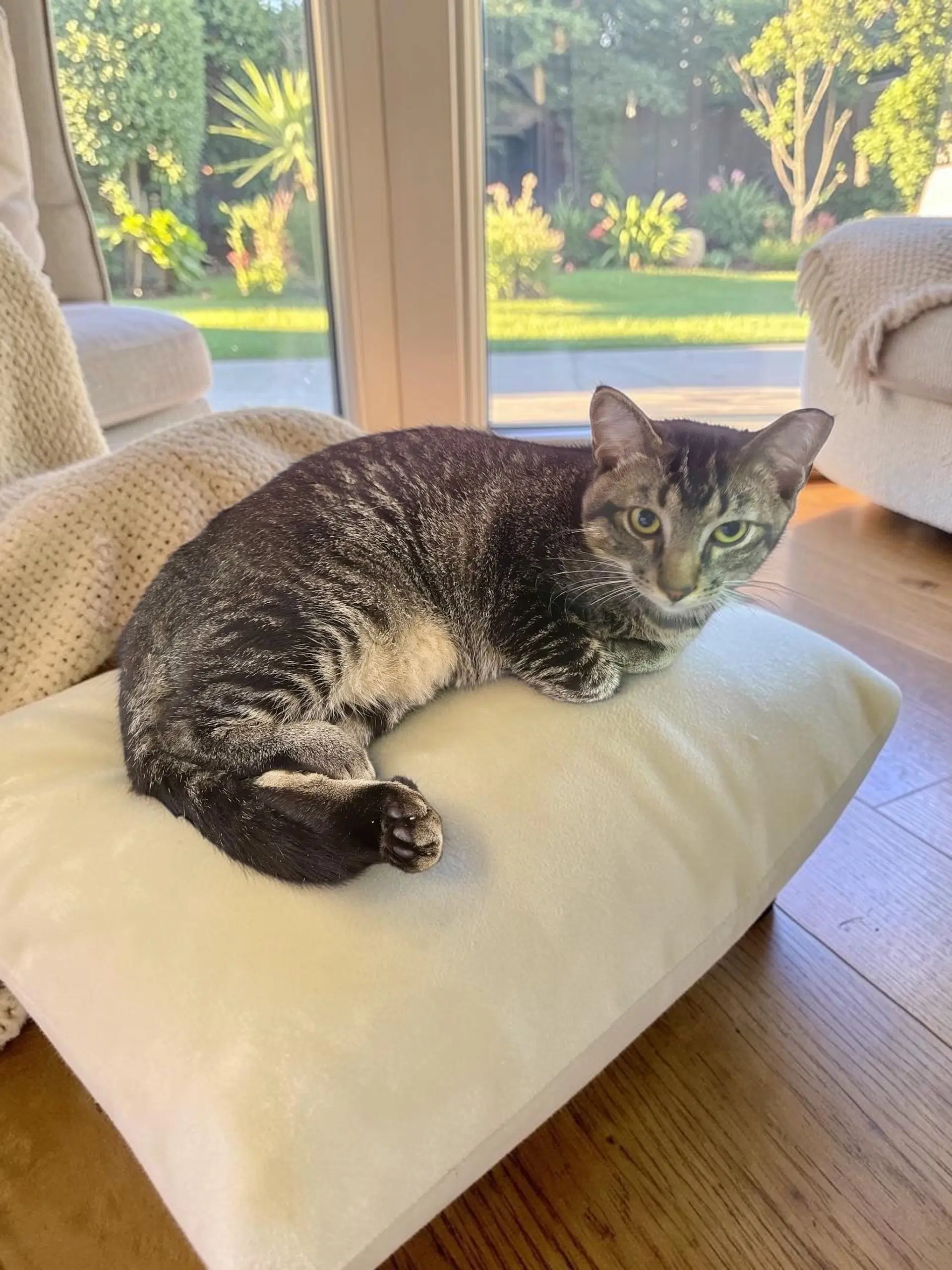 Cashew - Domestic Short Hair