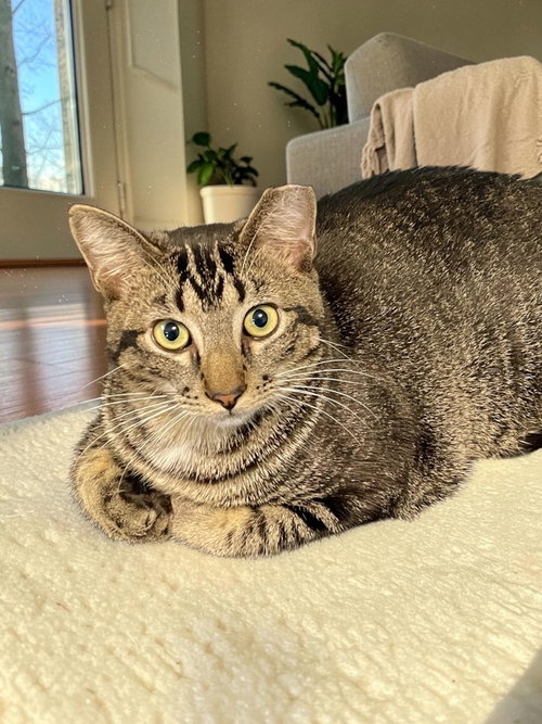 Cashew, a cat for adoption from Champaign Area Trap Spay Neuter and Adoption Program