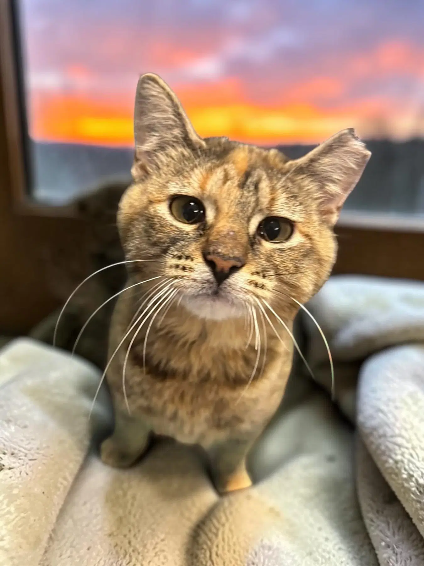 Nutmeg image 3