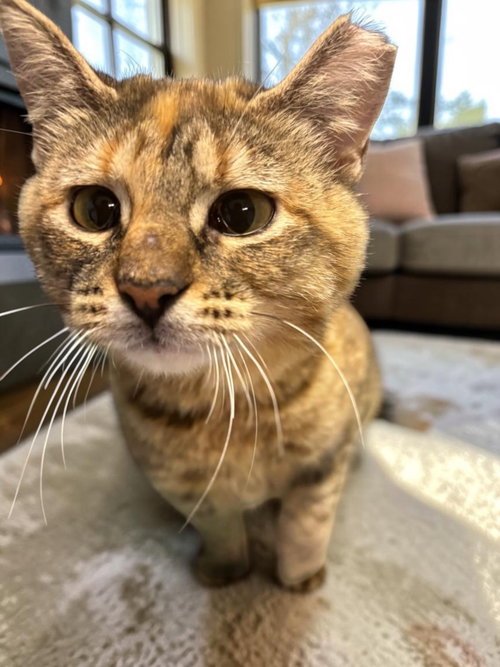 Nutmeg photo 2