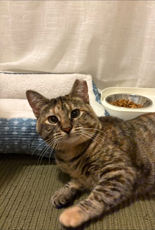 Photo 2 of Nutmeg