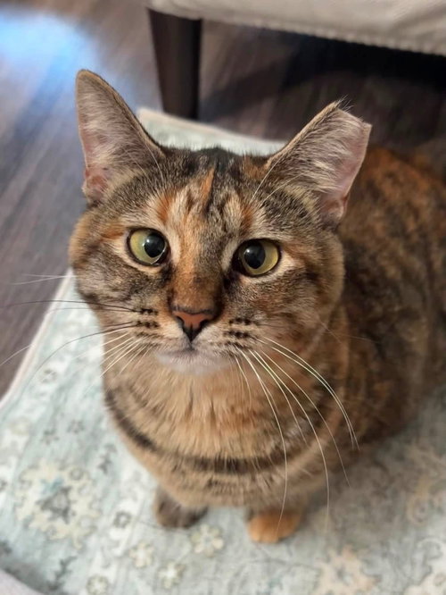 picture of the cat needing adoption