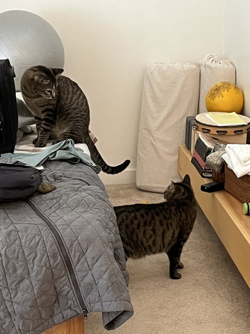 Buddy (bonded pair with Little One)