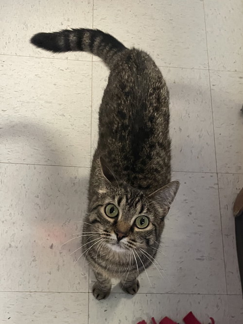 Buddy (bonded pair with Little One), an adoptable Domestic Short Hair in Champaign, IL