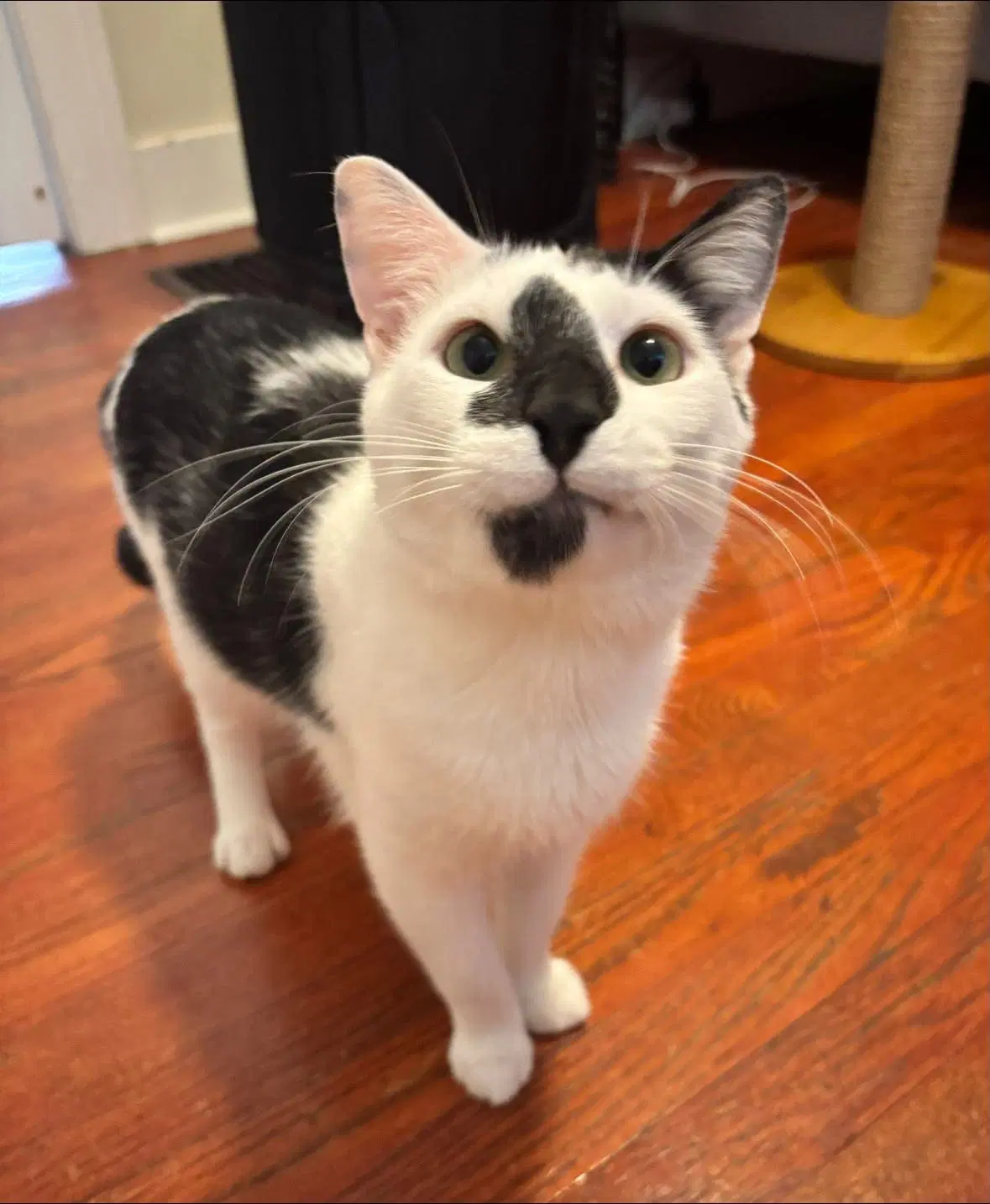 Panda - Domestic Short Hair