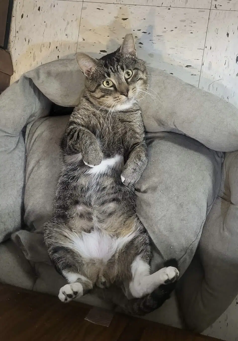 Bear - Domestic Short Hair