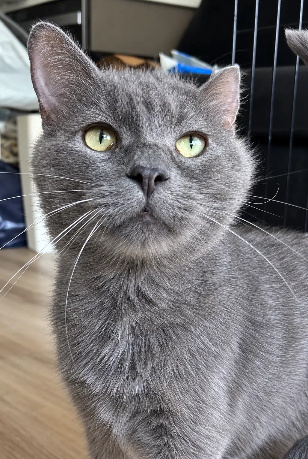 Trapper - Domestic Medium Hair