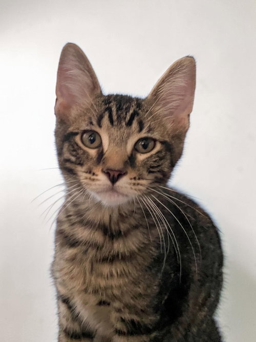 Titus, an adoptable Domestic Short Hair in Champaign, IL