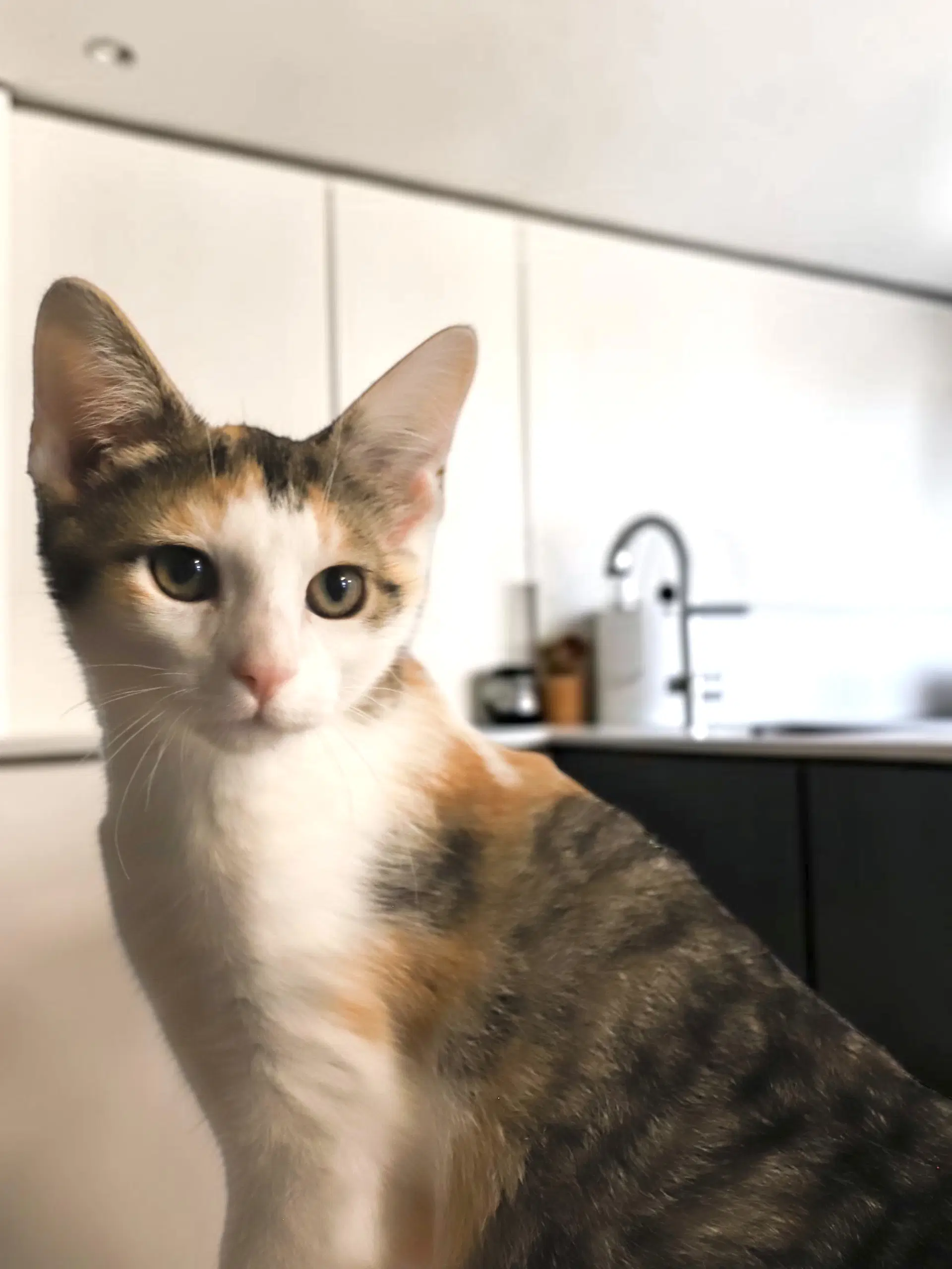 Pippa - Domestic Short Hair