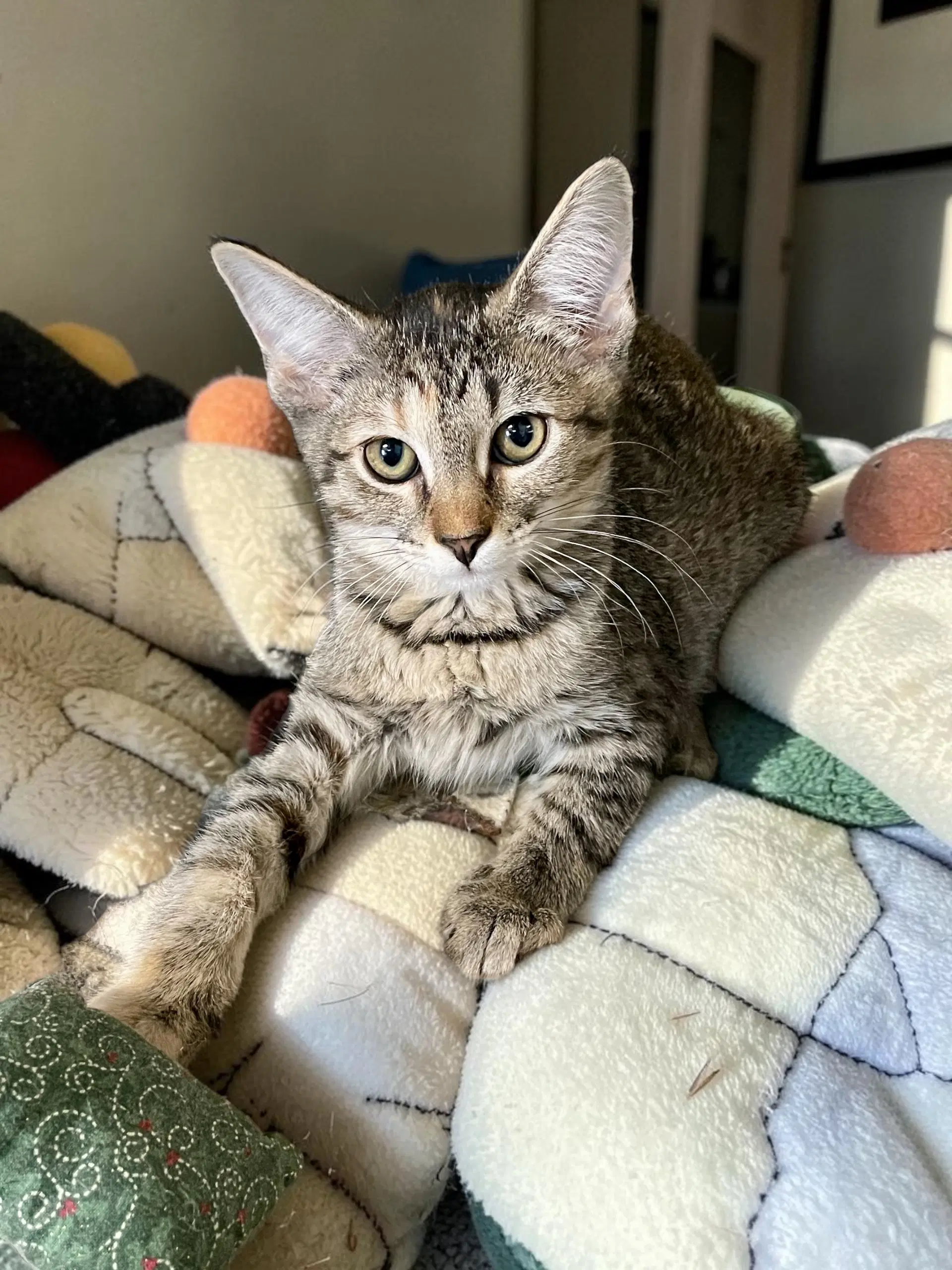 Pixel - Domestic Short Hair