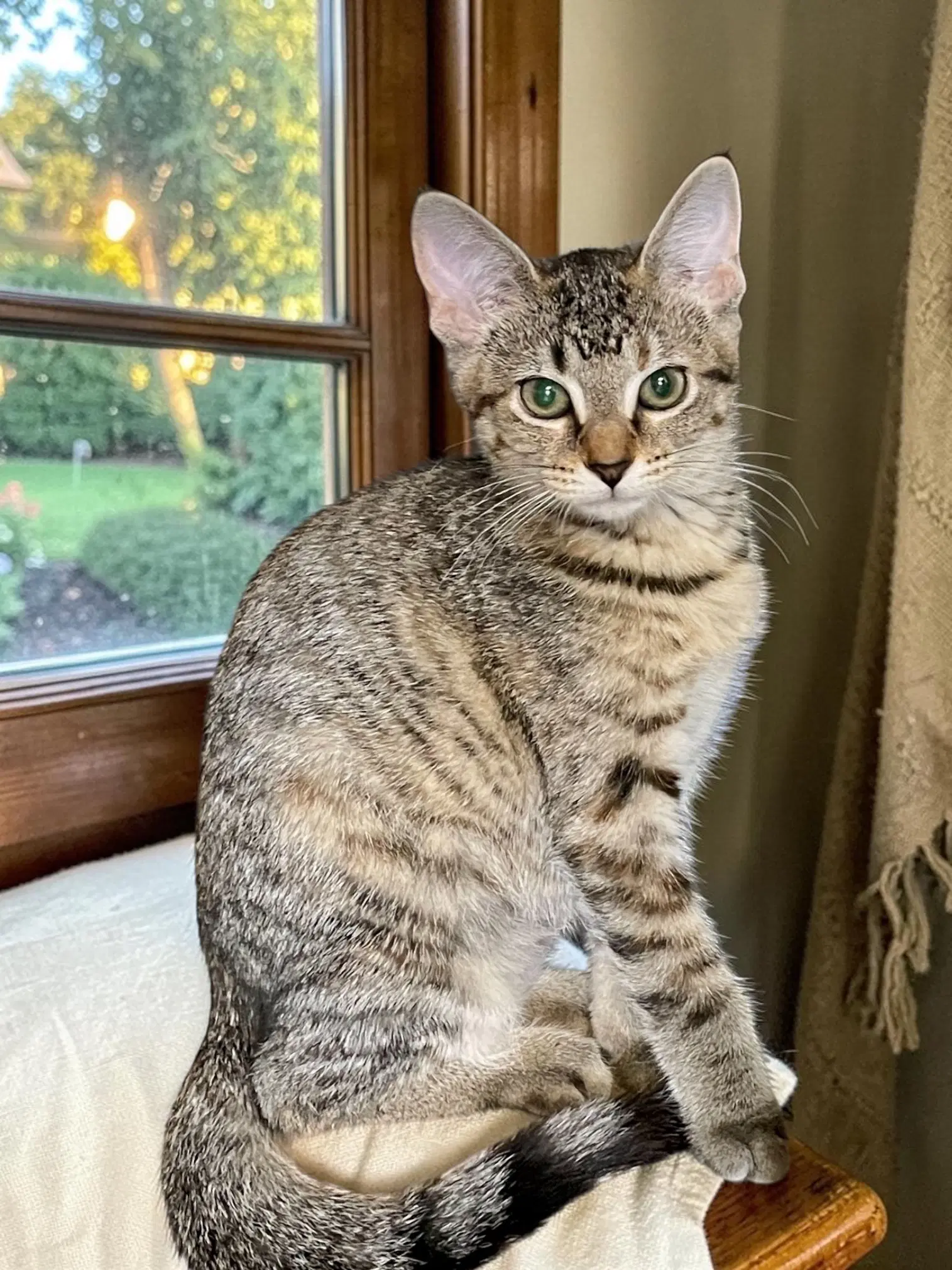 Piper - Domestic Short Hair