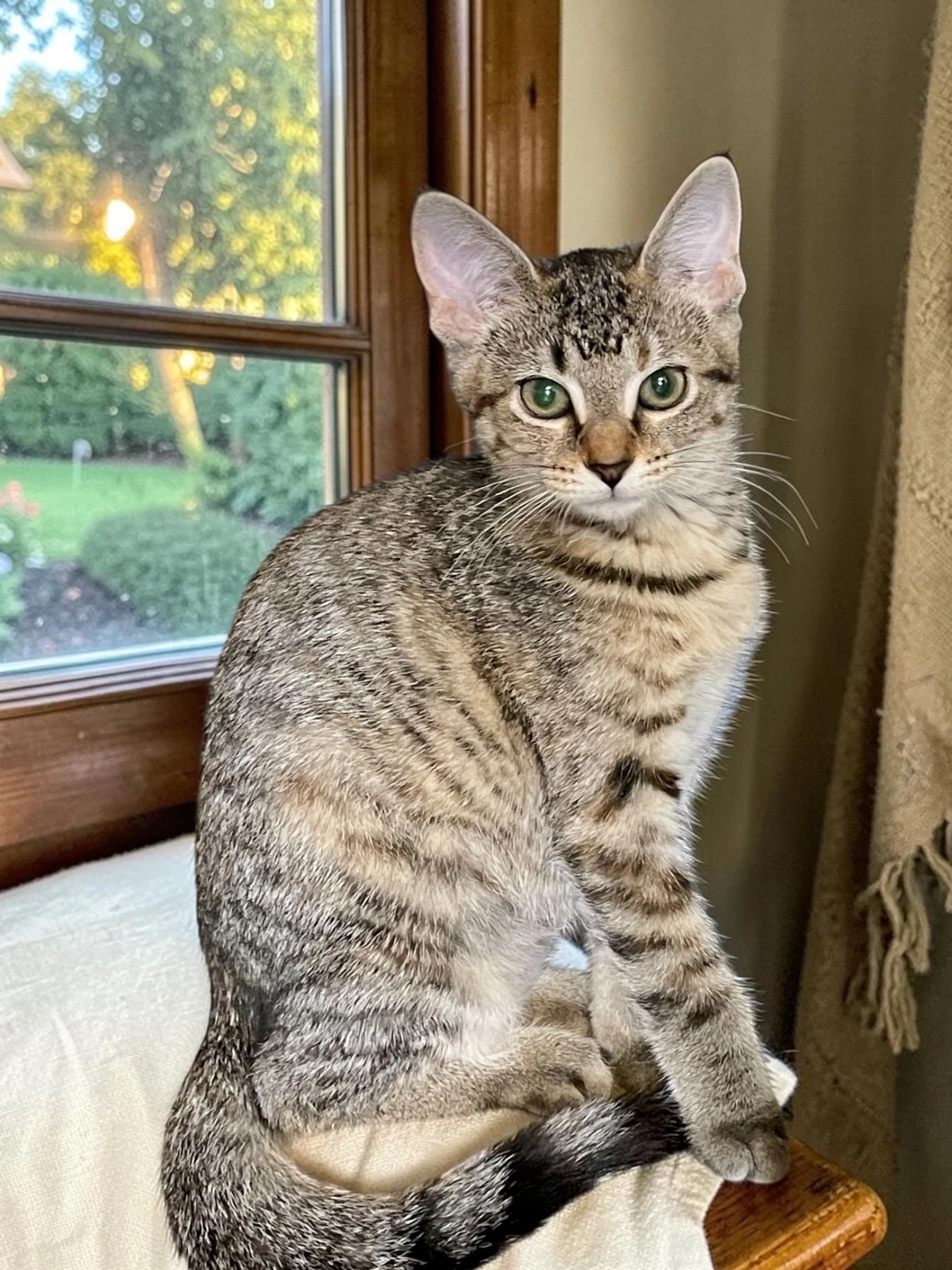 Piper