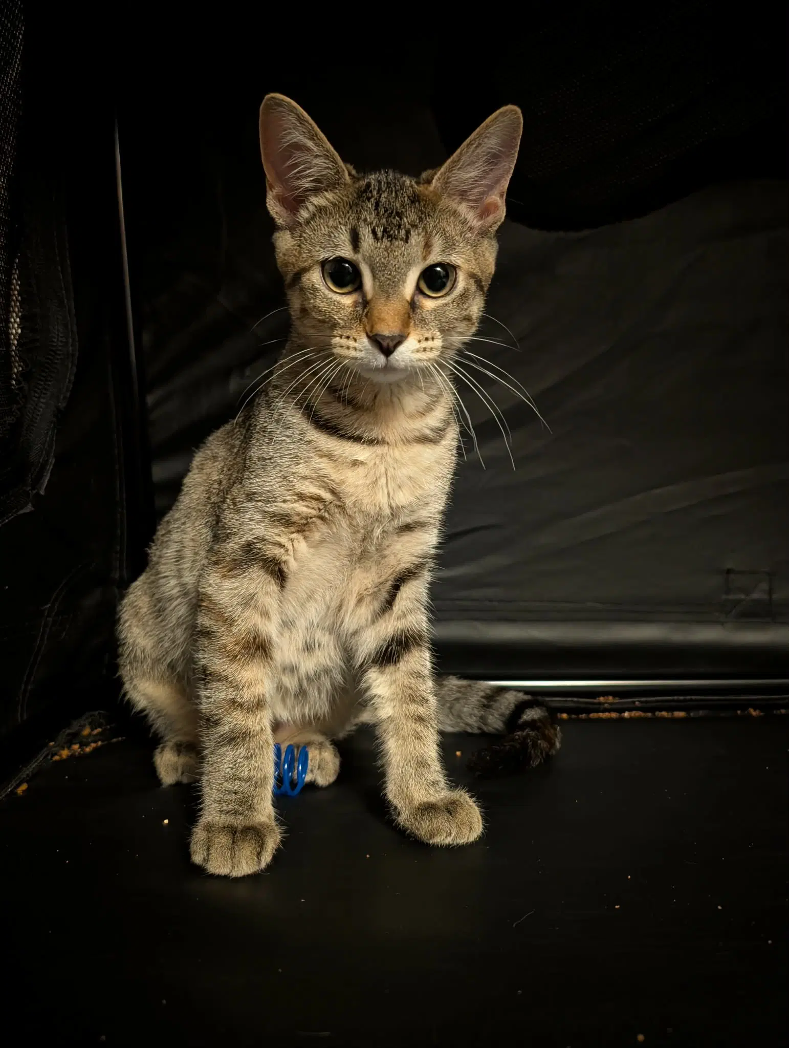 Piper image 2