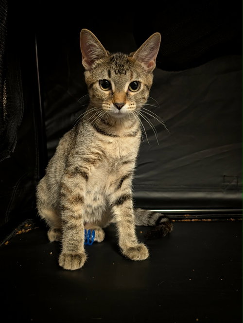 Photo 2 of Piper