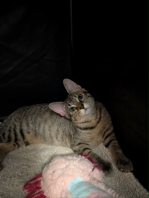 Photo 3 of Piper