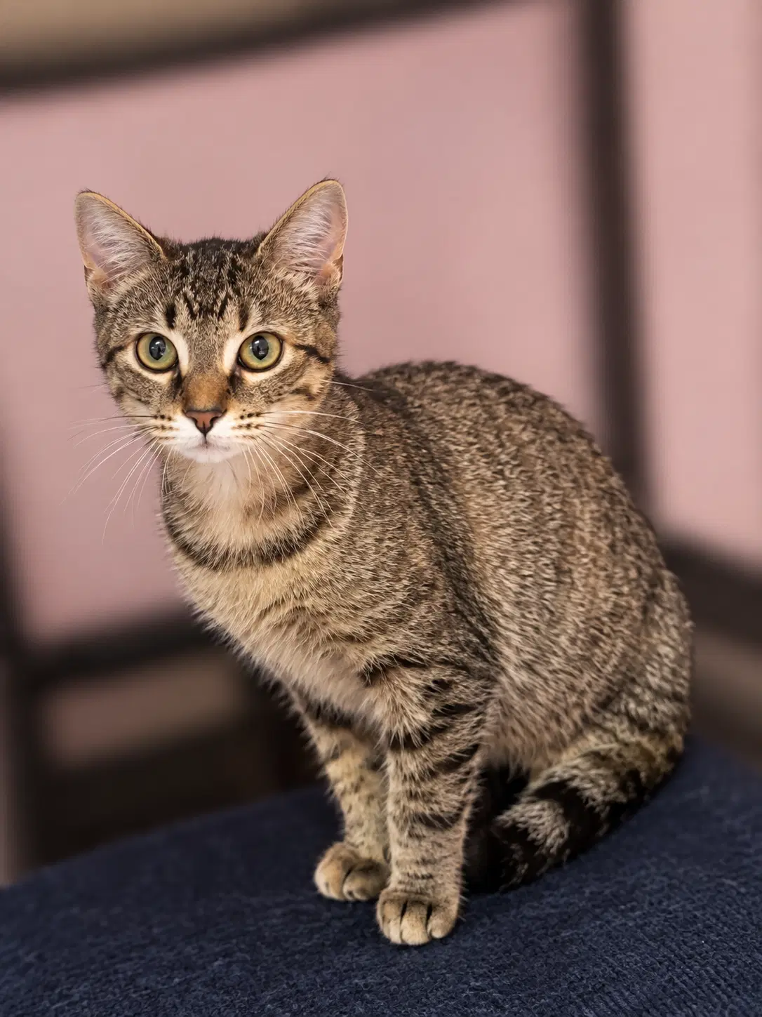 Piper - Domestic Short Hair