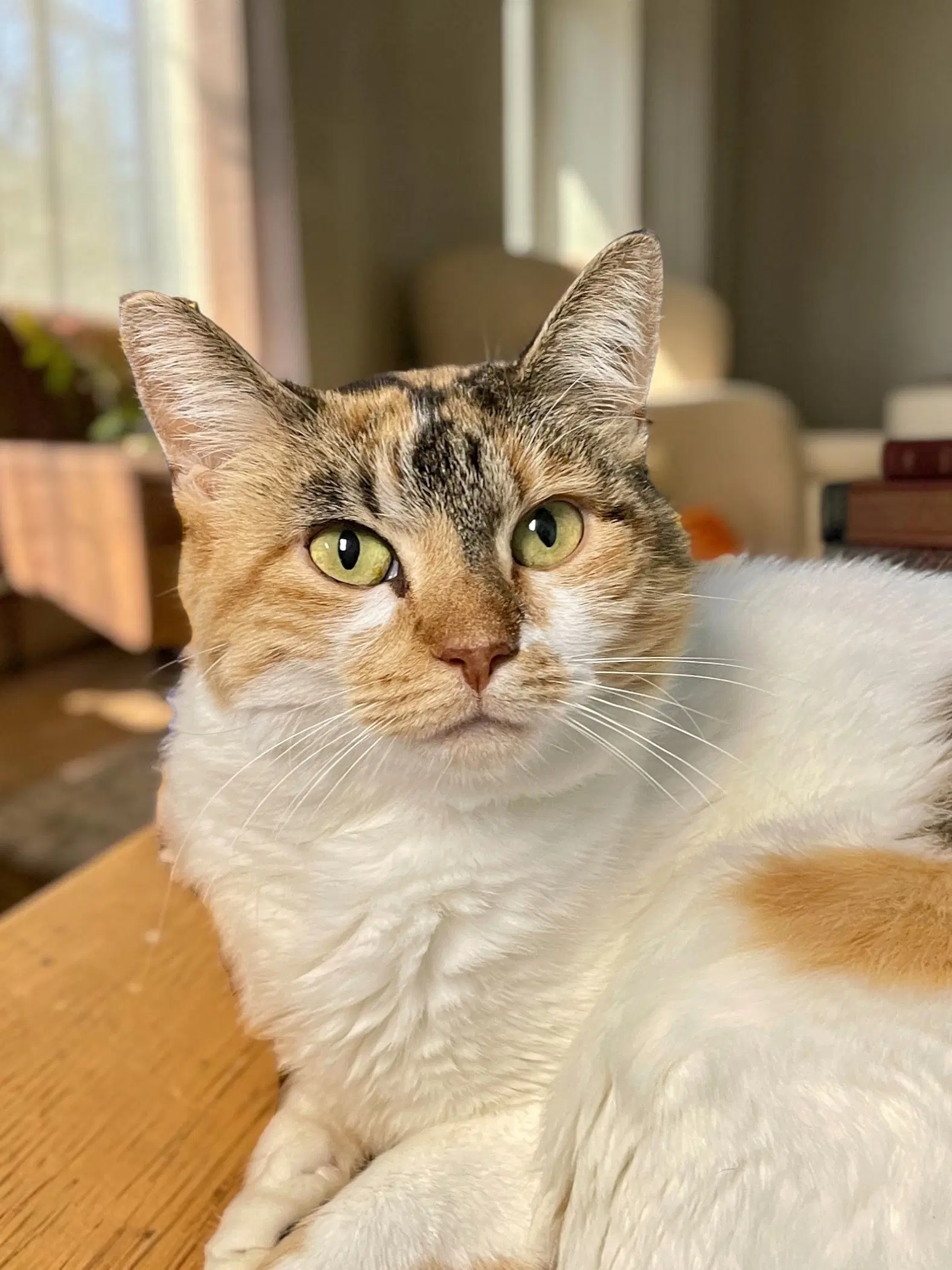 Mazie image 1