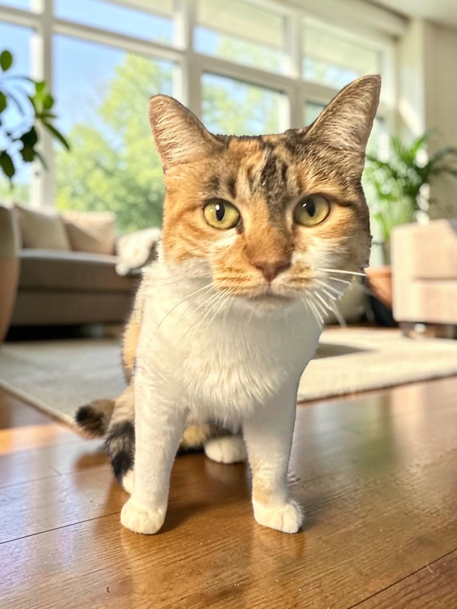 Mazie, Domestic Short Hair