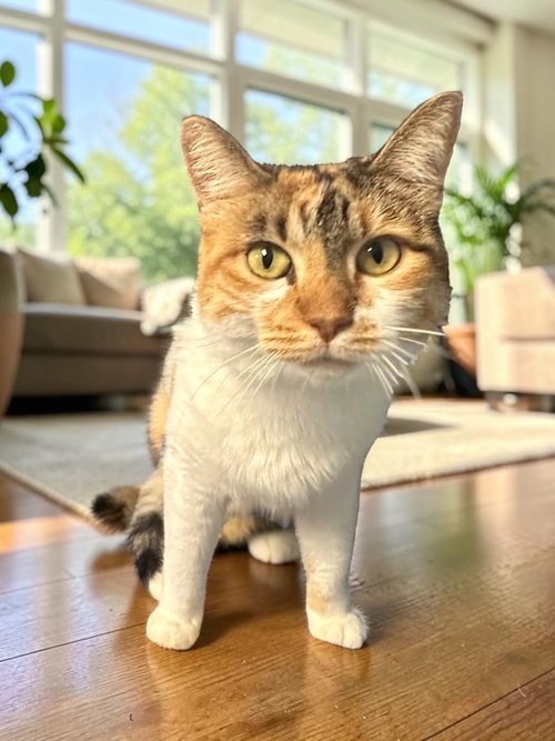 Mazie, a cat for adoption from Champaign Area Trap Spay Neuter and Adoption Program
