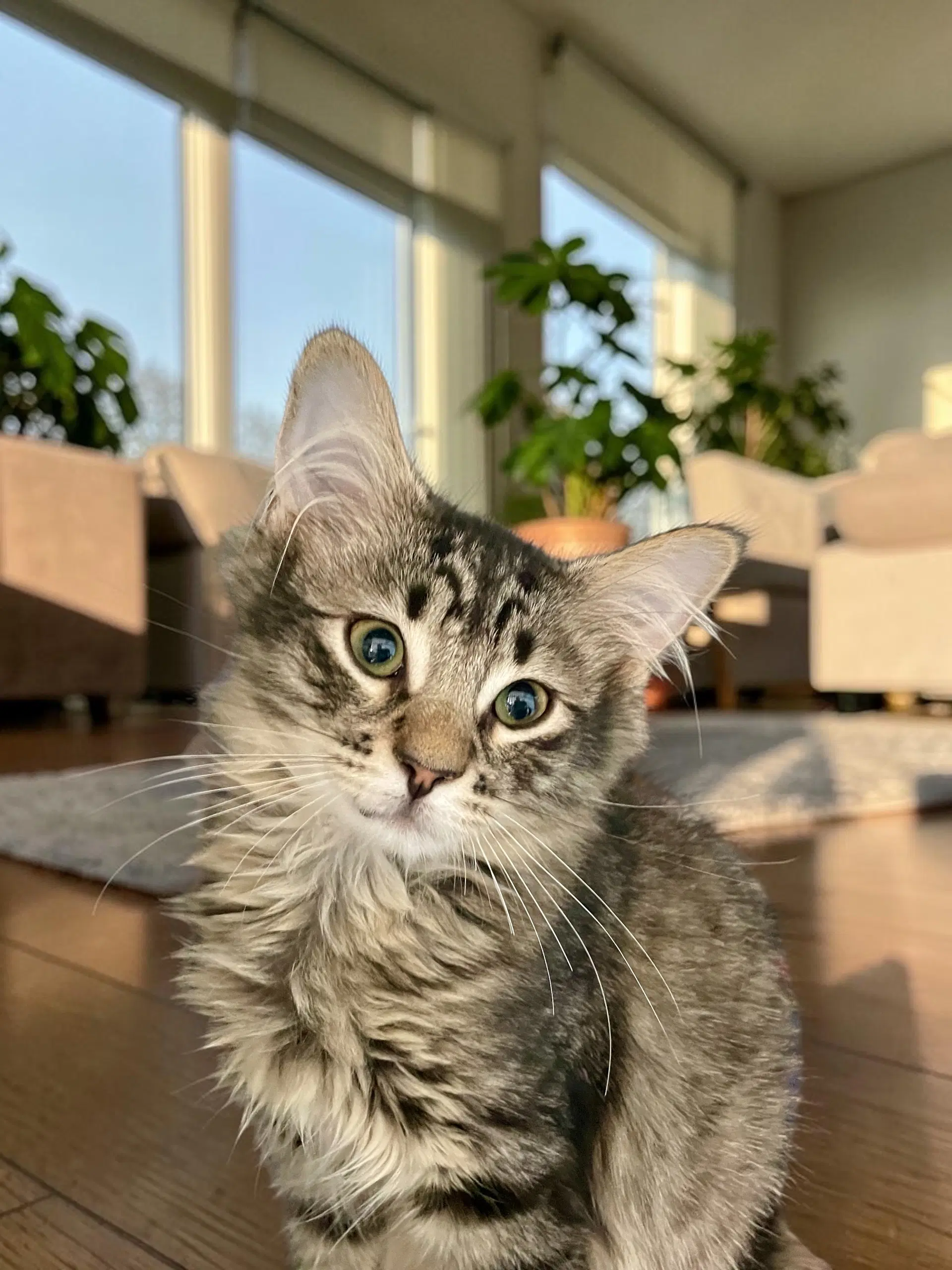 Gus - Domestic Long Hair