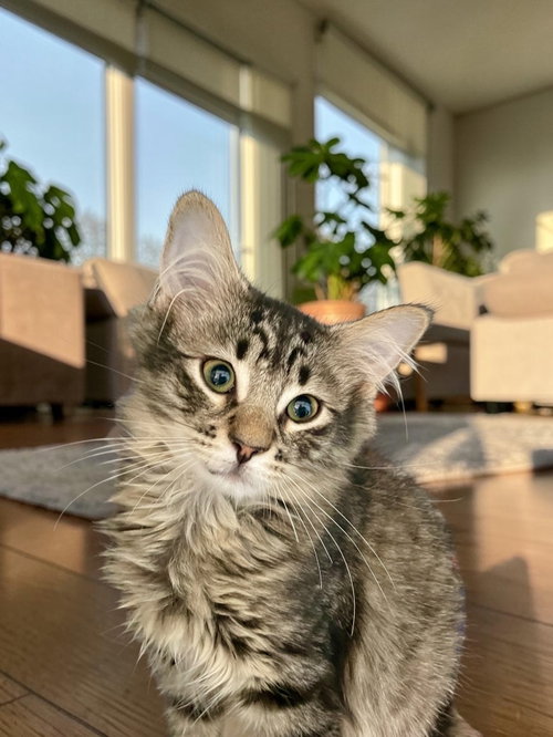 Gus
