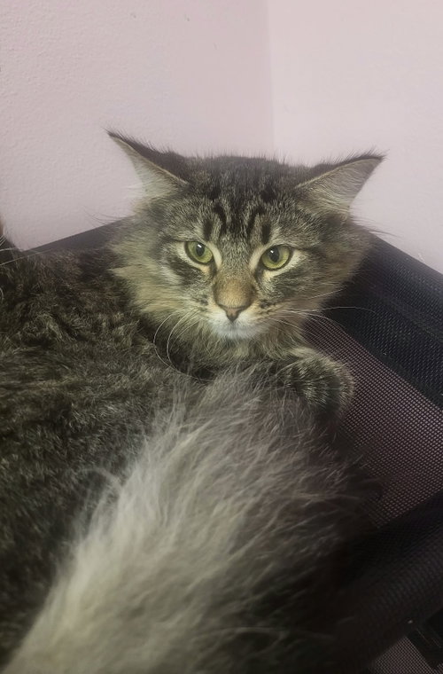 Gus, a cat for adoption from Champaign Area Trap Spay Neuter and Adoption Program