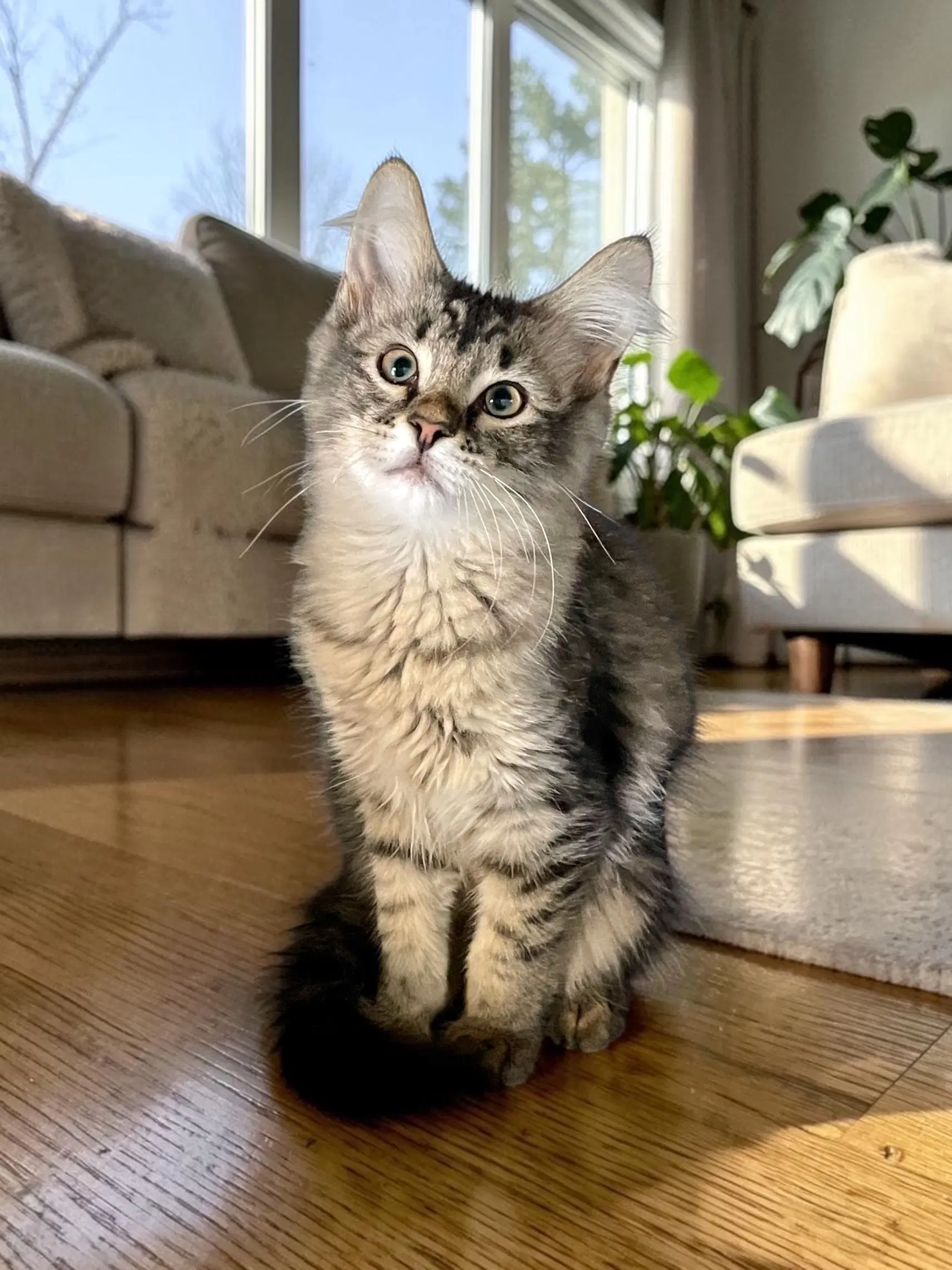Goose - Domestic Long Hair