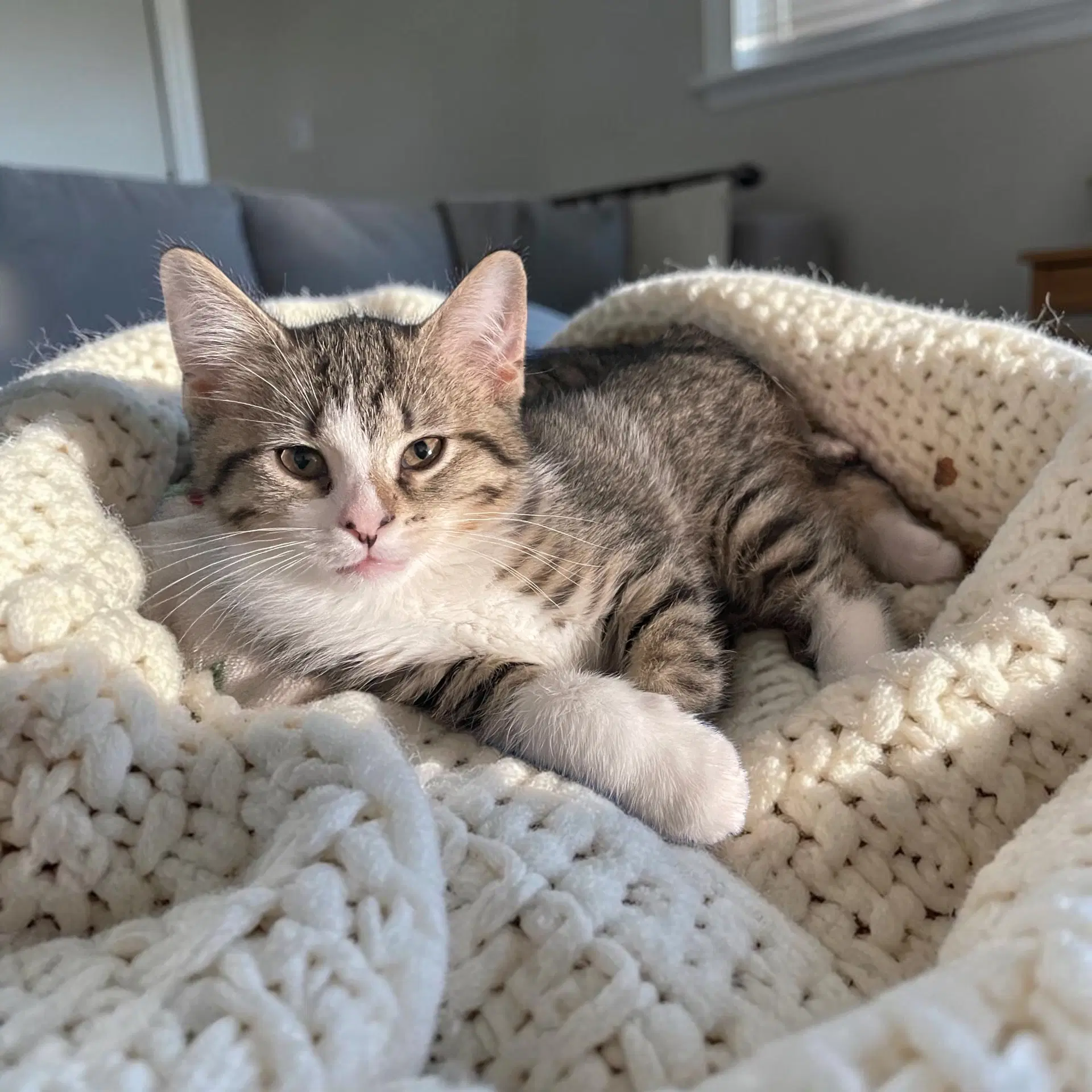Gabby - Domestic Short Hair