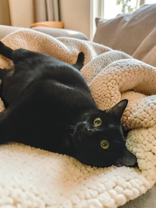 Murphy, an adoptable Domestic Short Hair in Champaign, IL