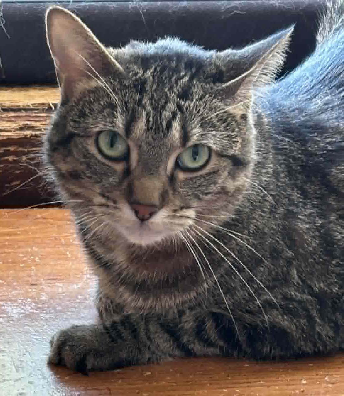 Katherine - Domestic Short Hair