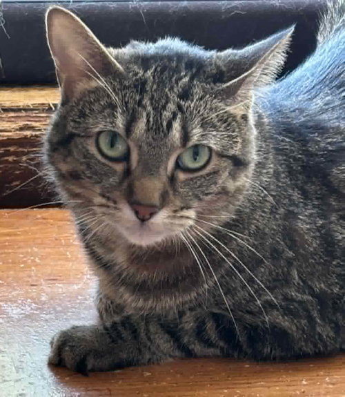 Katherine, a cat for adoption from Champaign Area Trap Spay Neuter and Adoption Program