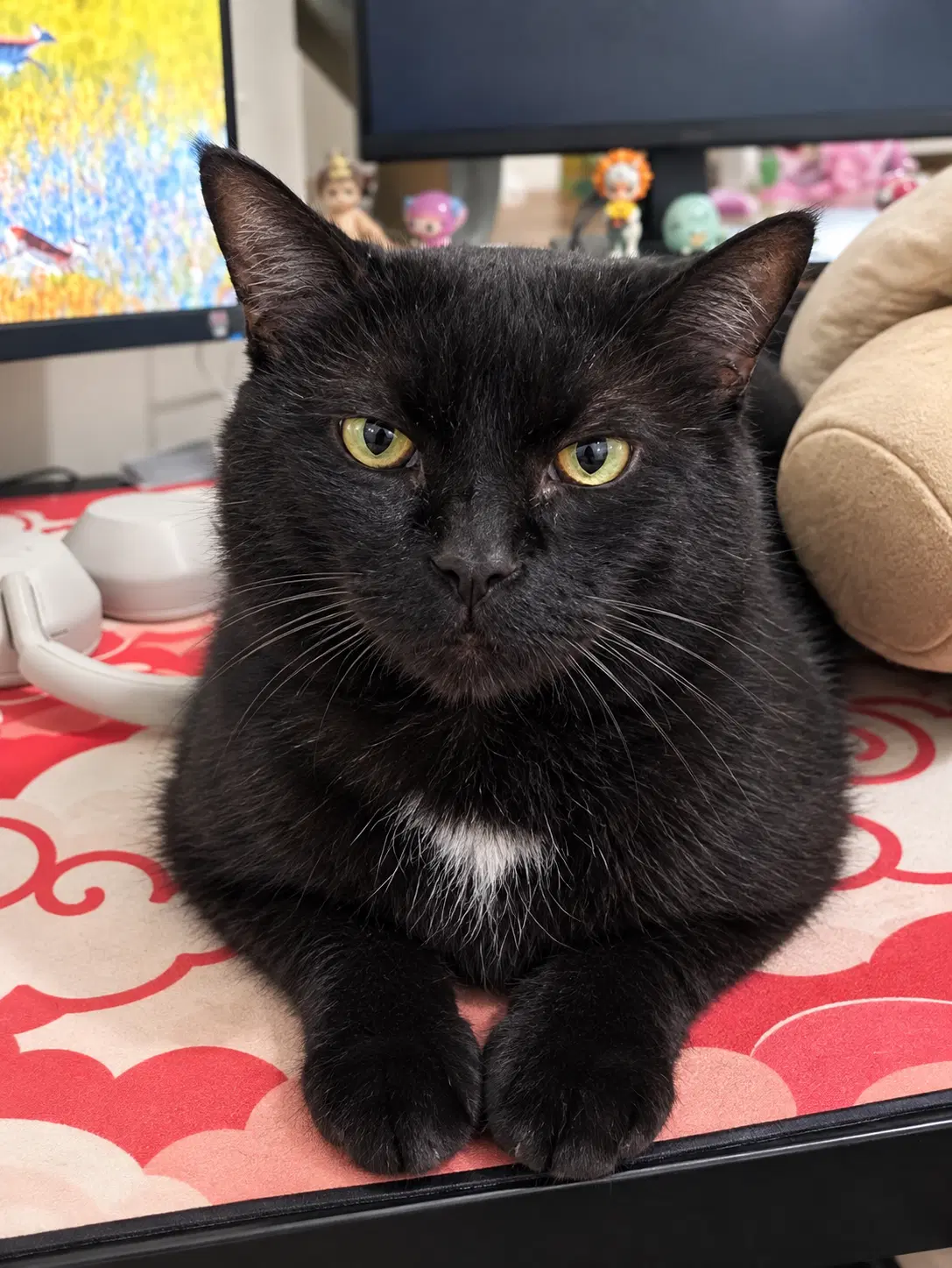 Chatsworth - Domestic Short Hair