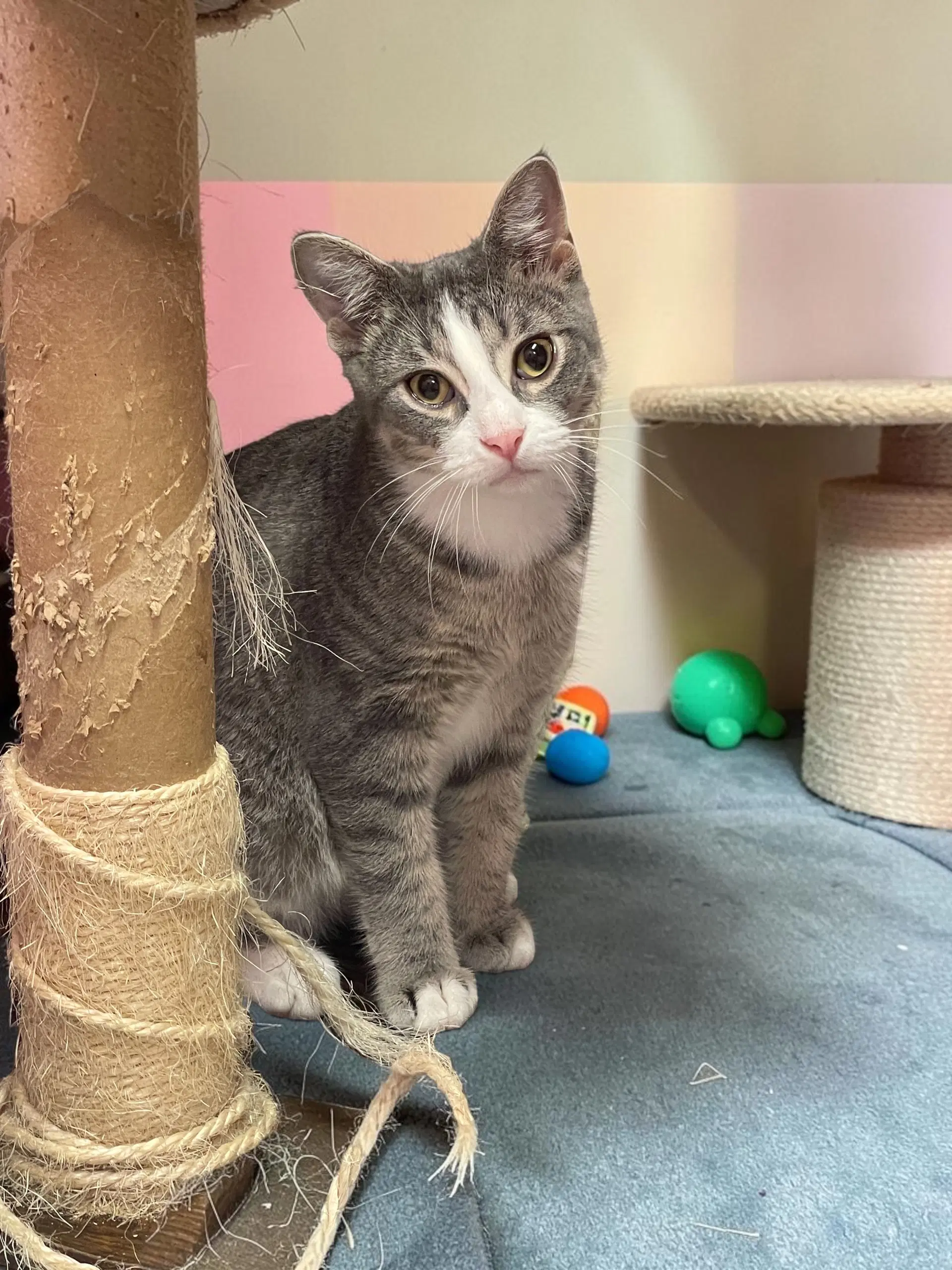 Arturo - Domestic Short Hair